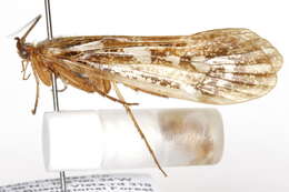 Image of Clistoronia (Clistoronia) maculata (Banks 1904)