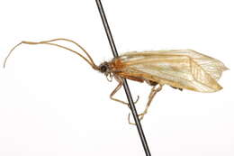 صورة Limnephilus coloradensis (Banks 1899)