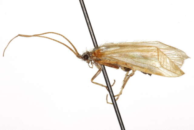 صورة Limnephilus coloradensis (Banks 1899)