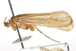 Image de Limnephilus frijole Ross 1944