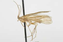 Image of Limnephilus lopho Ross 1949