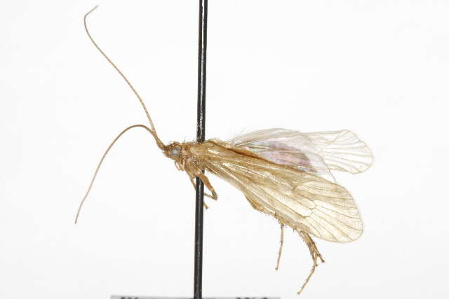 Image of Limnephilus lopho Ross 1949