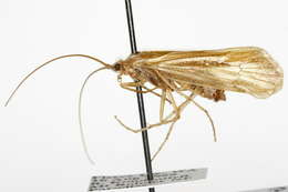 Image of Limnephilus lopho Ross 1949