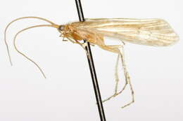 صورة Limnephilus hyalinus Hagen 1861