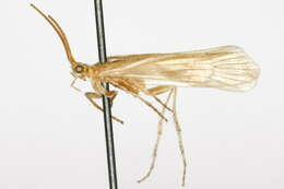 صورة Limnephilus hyalinus Hagen 1861