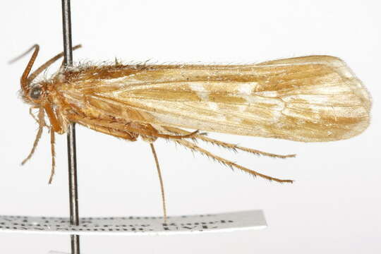 Limnephilus morrisoni Banks 1920 resmi