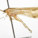 صورة <i>Limnephilus selatus</i>