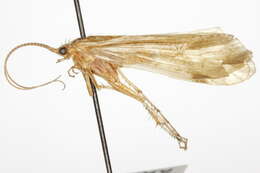 Image of <i>Limnephilus selatus</i>