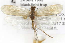 Image of Limnephilus tarsalis (Banks 1920)