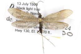 Image of Dolophilodes (Dolophilodes) aequalis (Banks 1924)