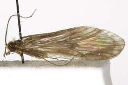 Image of Rhyacophila valuma Milne 1936