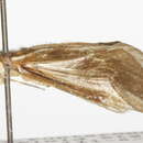 Image of Phylloicus ornatus (Banks 1909)