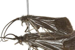 Image of Namamyia