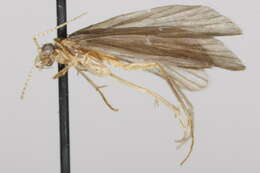 Image of Nyctiophylax