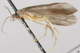 Image of Nyctiophylax