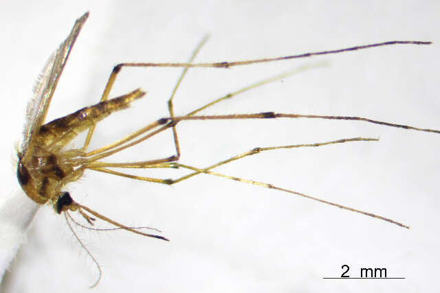 Image of Aedes fulvus (Wiedemann 1828)