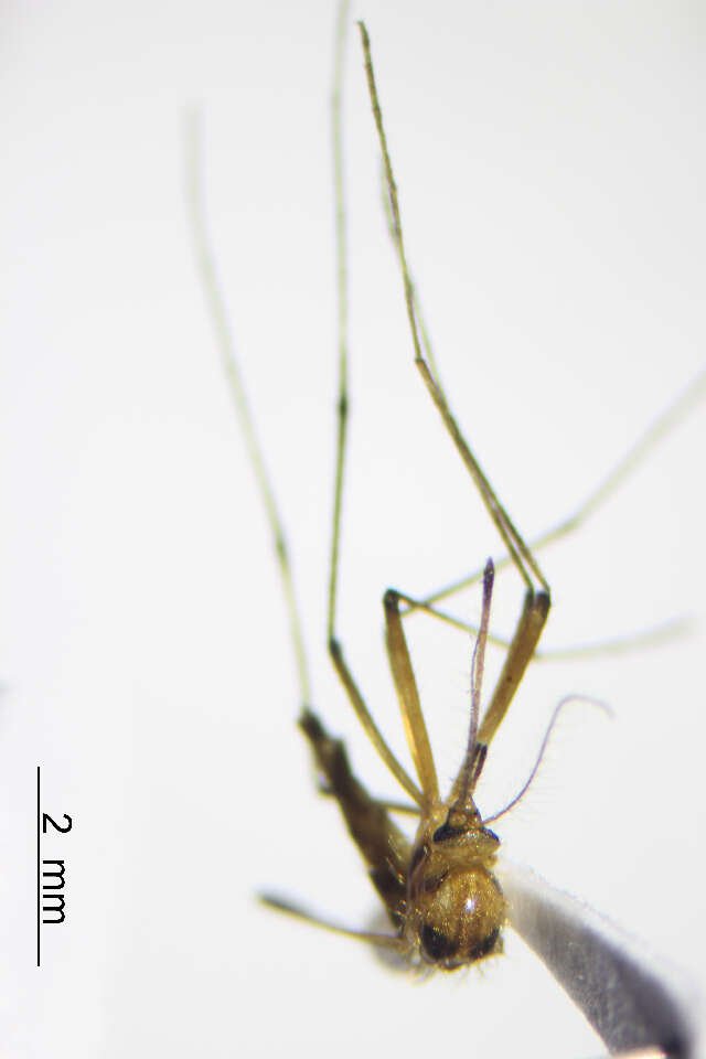 Image of Aedes fulvus (Wiedemann 1828)