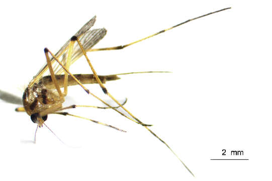 Image of Aedes fulvus (Wiedemann 1828)