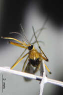 Image of Aedes fulvus (Wiedemann 1828)