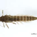 Image of Baetis bundyae Lehmkuhl 1973