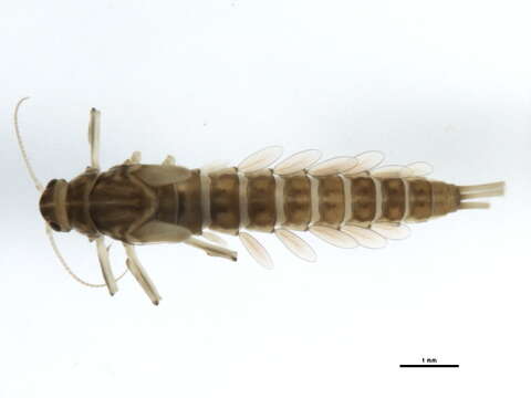 Image of Baetis bundyae Lehmkuhl 1973