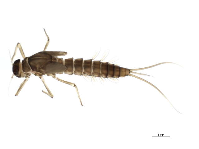 Image of Baetis bundyae Lehmkuhl 1973