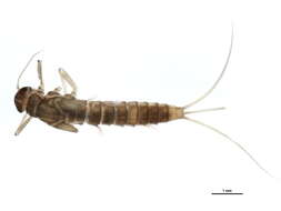 Image of Baetis bundyae Lehmkuhl 1973