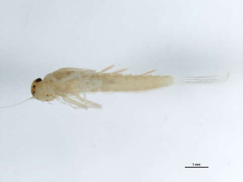 Image of Baetis bundyae Lehmkuhl 1973