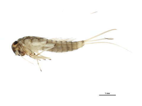 Image of Baetis bundyae Lehmkuhl 1973