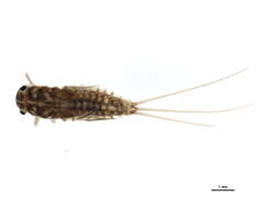 Image of Paraleptophlebia praepedita (Eaton 1884)