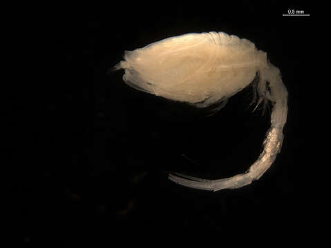 Image of Pseudocumatidae