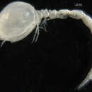 Image of Bodotriidae T. Scott 1901