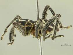 Image of Arachnobas