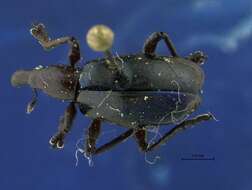 Image of straight-snouted weevils