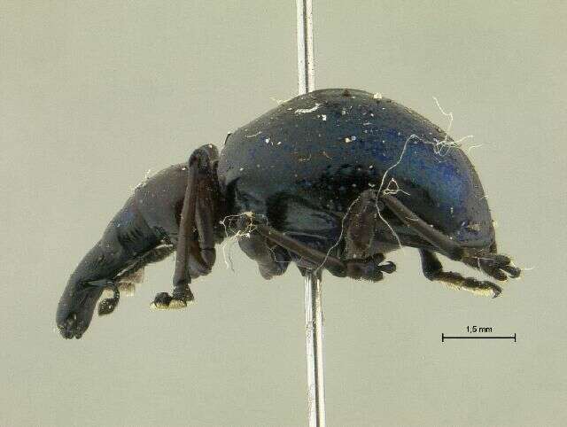 Image of straight-snouted weevils
