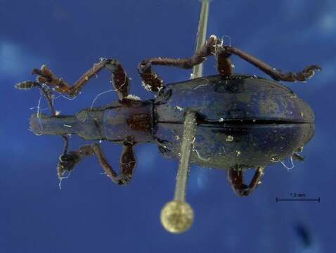 Image of straight-snouted weevils