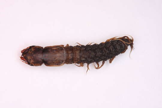 Image of Dobsonflies