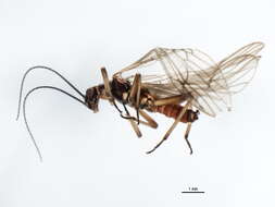 Image of Plecoptera