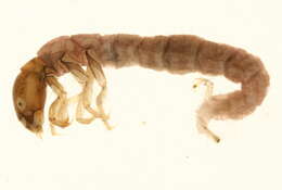 Image of Plectrocnemia aureola Banks 1930