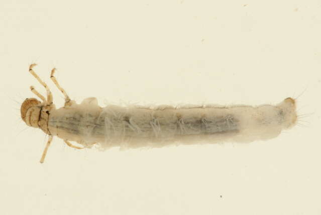 Image of Limnephilus sansoni Banks 1918