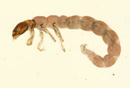 Image of Plectrocnemia aureola Banks 1930