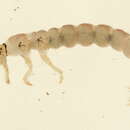 Image of Neureclipsis valida (Walker 1852)