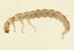 Image of Neureclipsis valida (Walker 1852)