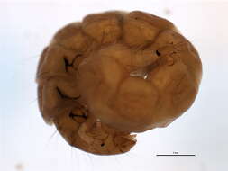 Image of Neureclipsis valida (Walker 1852)