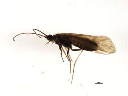Image of Limnephilus dispar McLachlan 1875