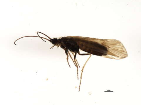 Limnephilus dispar McLachlan 1875 resmi