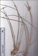 Image of bulrush