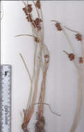 Image of bulrush