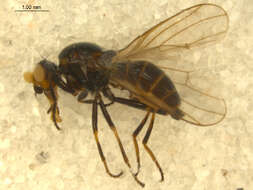 <i>Parapiophila fulviceps</i>的圖片