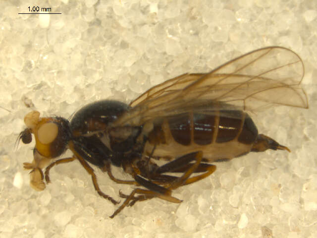 Image of <i>Parapiophila fulviceps</i>